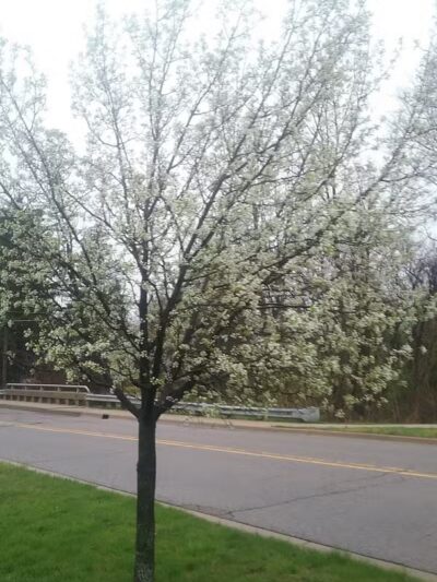 Baroda Village Park - Baroda,