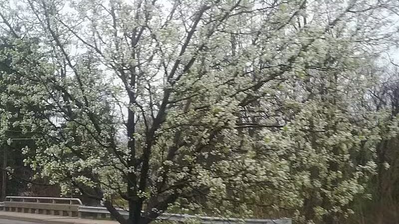 Baroda Village Park - Baroda,