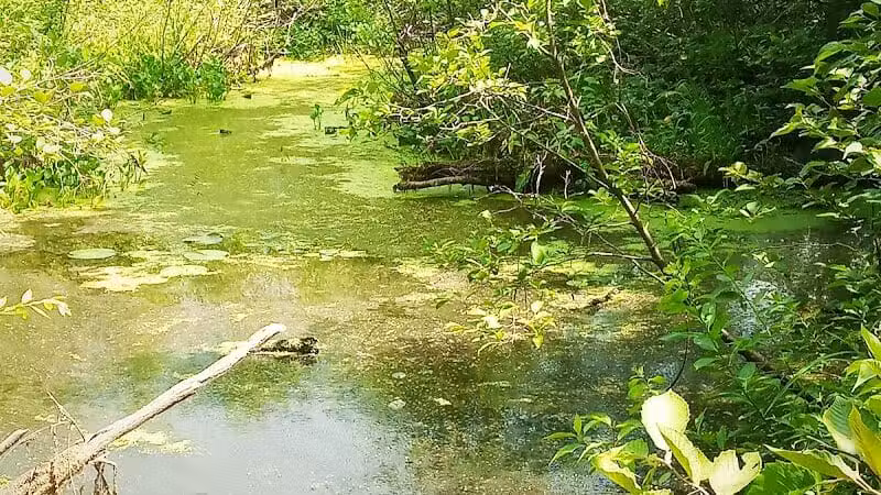 Merrill–Gorrel County Park - Barryton, MI