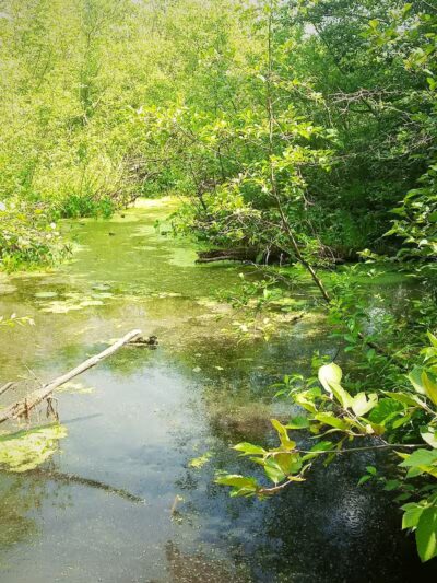 Merrill–Gorrel County Park - Barryton, MI