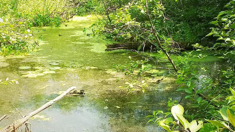 Merrill–Gorrel County Park - Barryton, MI