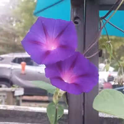 Merrill–Gorrel County Park - Barryton, MI