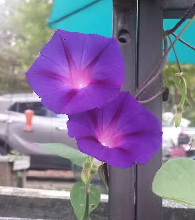 Merrill–Gorrel County Park - Barryton, MI