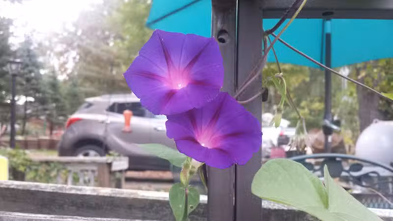 Merrill–Gorrel County Park - Barryton, MI