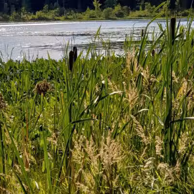 Merrill–Gorrel County Park - Barryton, MI