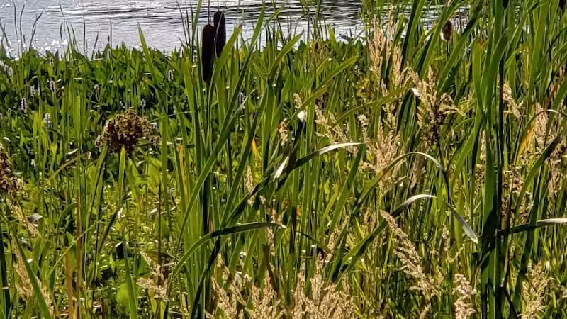 Merrill–Gorrel County Park - Barryton, MI