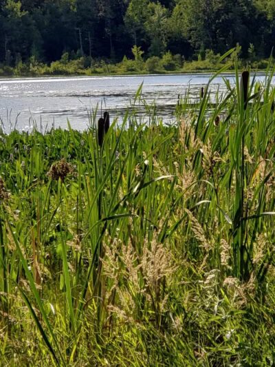 Merrill–Gorrel County Park - Barryton, MI