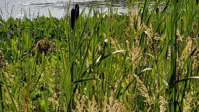 Merrill–Gorrel County Park - Barryton, MI