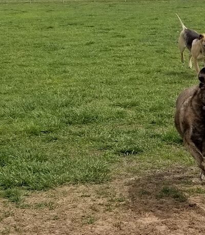 Cooper Dog Park - Bartlesville, OK