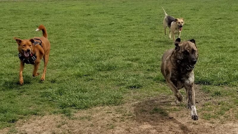 Cooper Dog Park - Bartlesville, OK