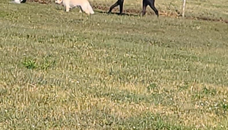 Cooper Dog Park - Bartlesville, OK