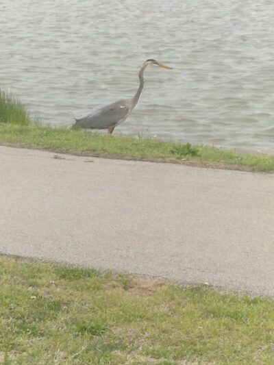 Cooper Dog Park - Bartlesville, OK