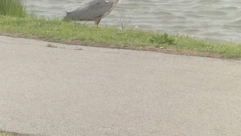 Cooper Dog Park - Bartlesville, OK