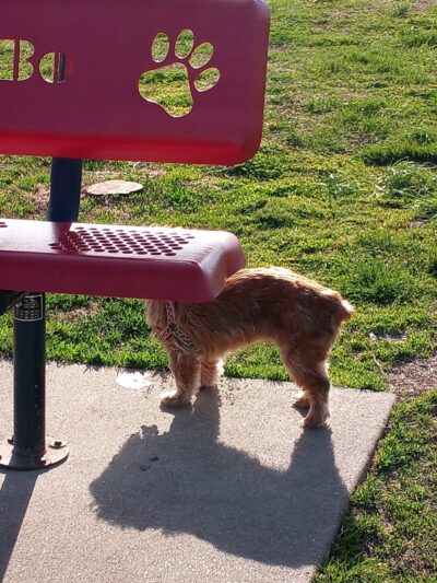Cooper Dog Park - Bartlesville, OK