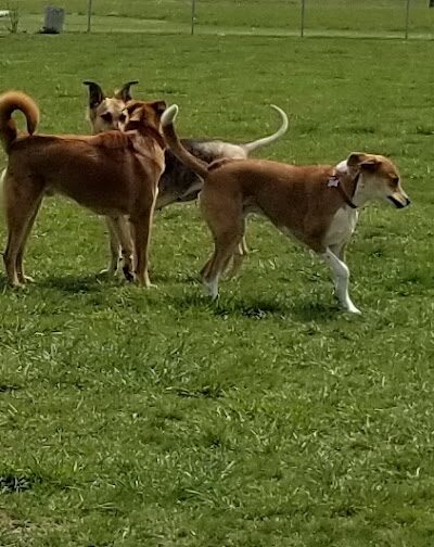 Cooper Dog Park - Bartlesville, OK