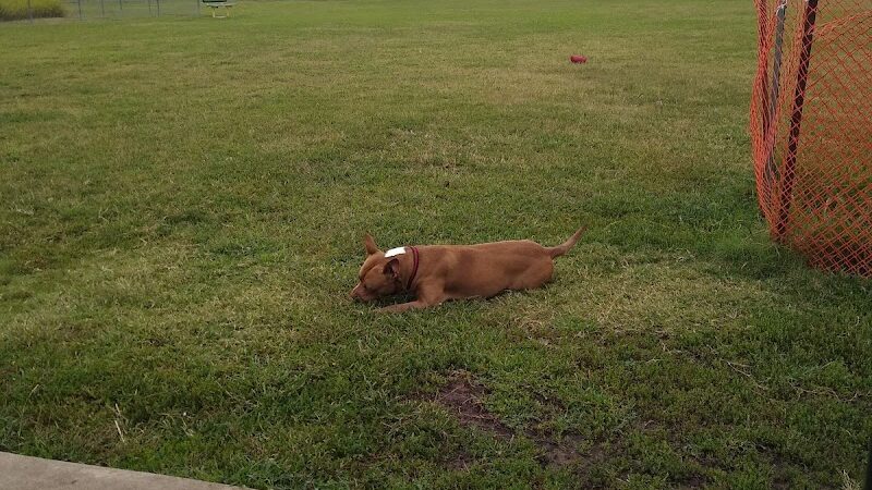 Cooper Dog Park - Bartlesville, OK