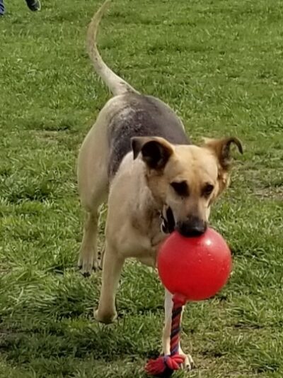 Cooper Dog Park - Bartlesville, OK