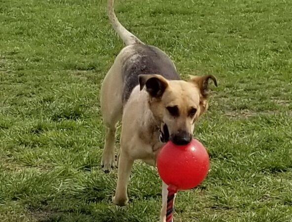 Cooper Dog Park - Bartlesville, OK