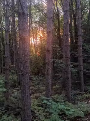Reid Lake Foot Travel Area Trailhead - Barton City,