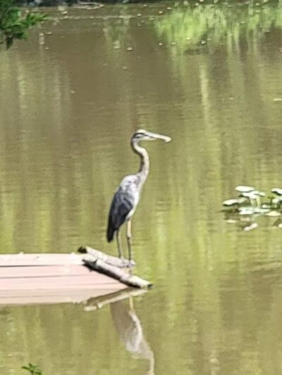 Lord Stirling Park - Basking Ridge, NJ