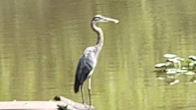 Lord Stirling Park - Basking Ridge, NJ