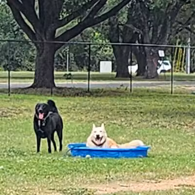 Bastrop Bark Park - Bastrop, TX