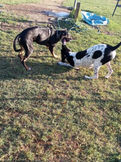 Bastrop Bark Park - Bastrop, TX