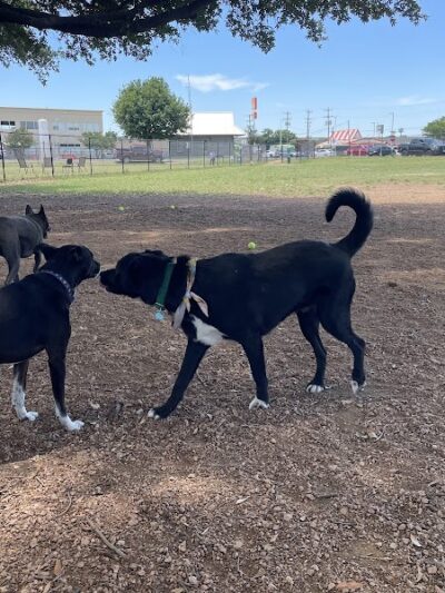 Bastrop Bark Park - Bastrop, TX