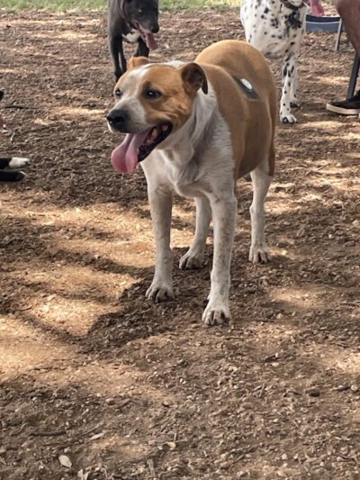 Bastrop Bark Park - Bastrop, TX