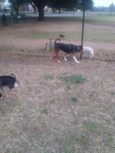 Bastrop Bark Park - Bastrop, TX