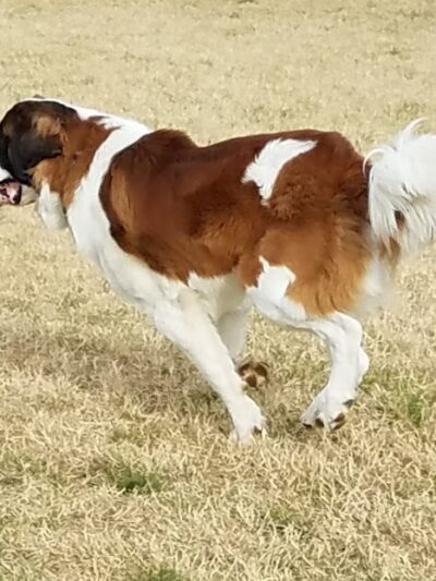 Bastrop Bark Park - Bastrop, TX