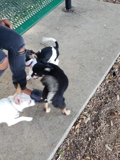 Bastrop Bark Park - Bastrop, TX