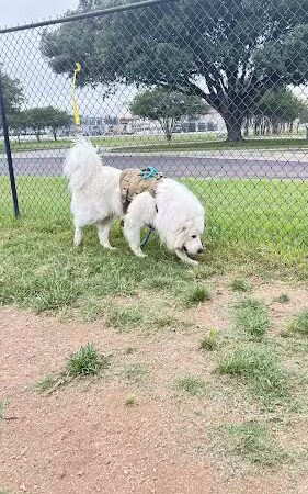 Bastrop Bark Park - Bastrop, TX