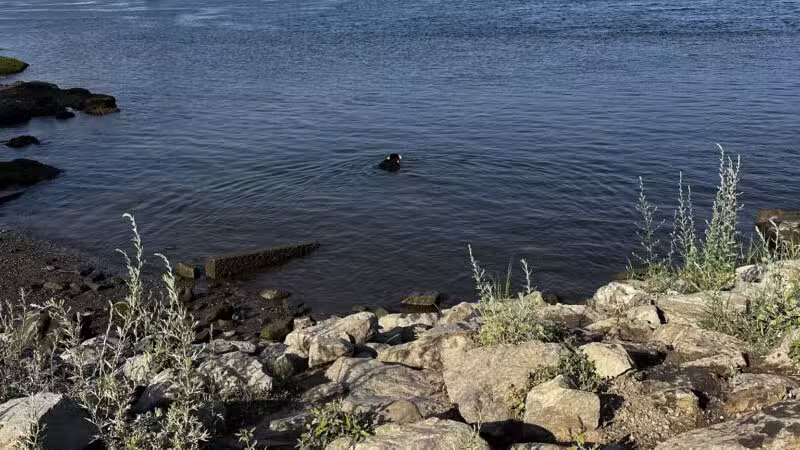 South End Dog Park - Bath, ME