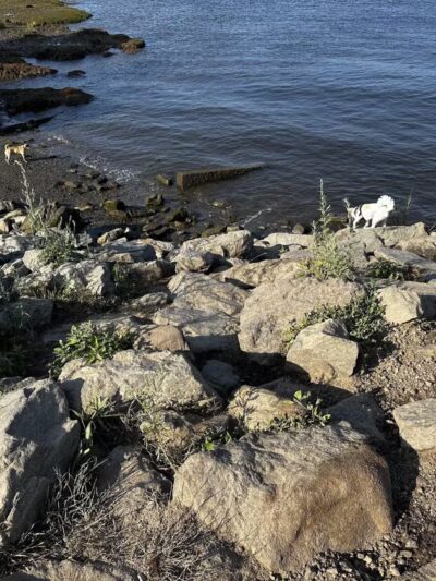 South End Dog Park - Bath, ME