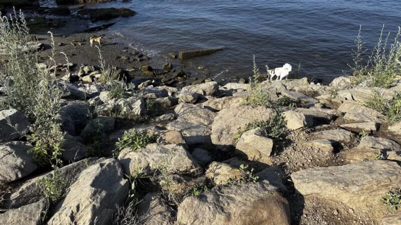 South End Dog Park - Bath, ME