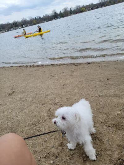 Bath Township Park Lake Beach - Bath Township,