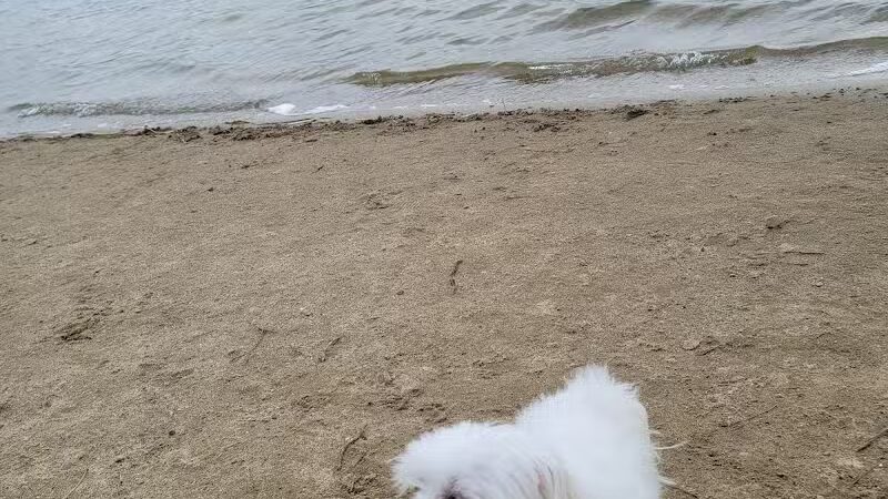 Bath Township Park Lake Beach - Bath Township,