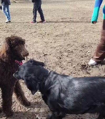 Home Run Dog Park - Battle Creek,