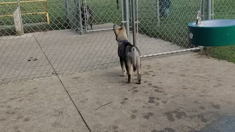 Home Run Dog Park - Battle Creek,