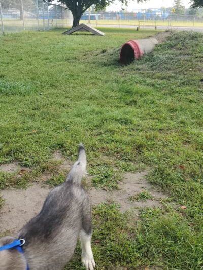 Home Run Dog Park - Battle Creek,