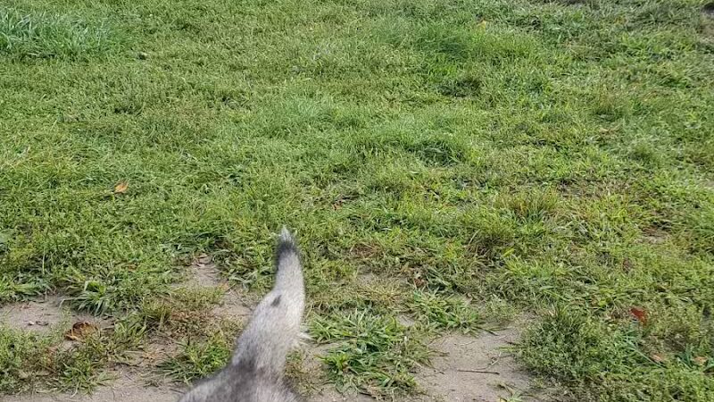 Home Run Dog Park - Battle Creek,