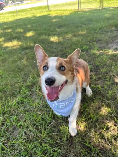 Home Run Dog Park - Battle Creek,