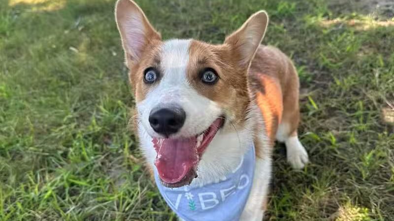 Home Run Dog Park - Battle Creek,