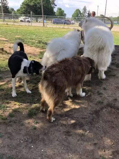 Home Run Dog Park - Battle Creek,