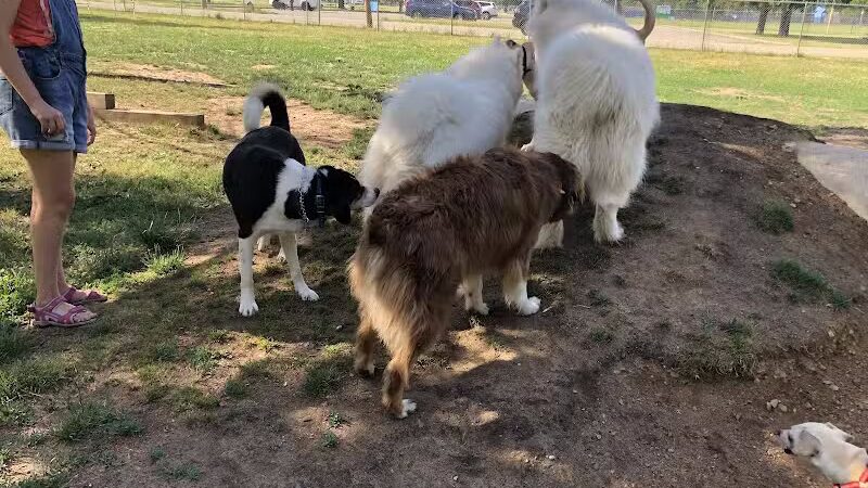 Home Run Dog Park - Battle Creek,