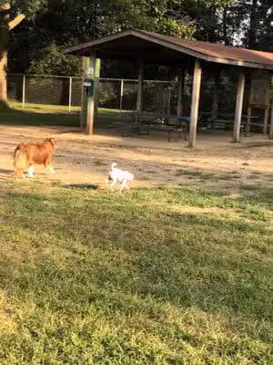 Home Run Dog Park - Battle Creek,