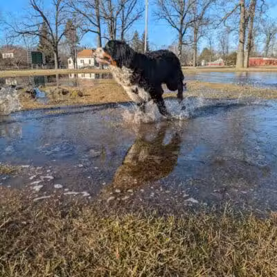 Bay County Dog Park - Bay City, MI