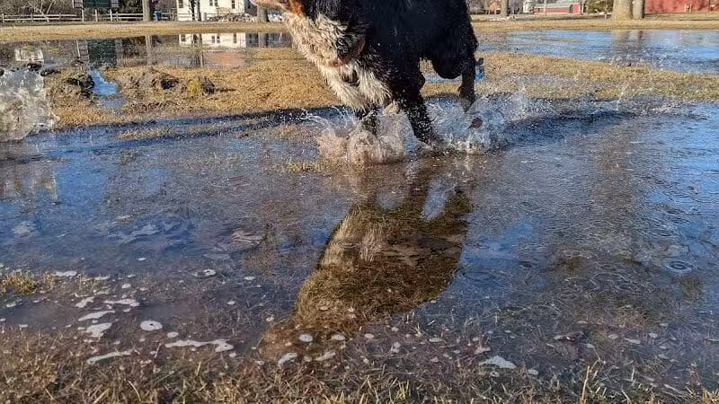 Bay County Dog Park - Bay City, MI