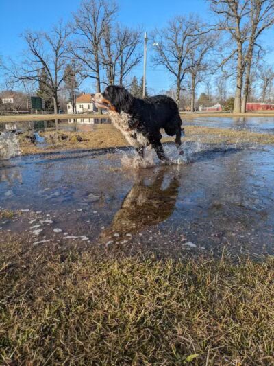 Bay County Dog Park - Bay City, MI